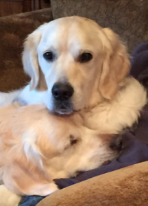 Bently and Fenway (Golden Retrievers)